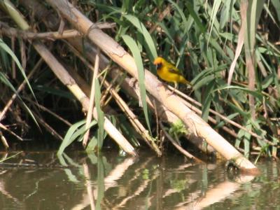 Streaked weaver