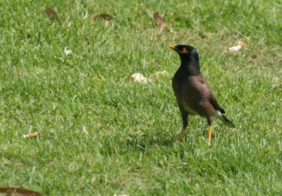 Common Myna