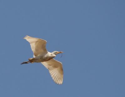 Cattle Egret