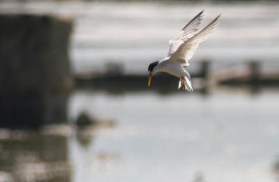 Little Tern