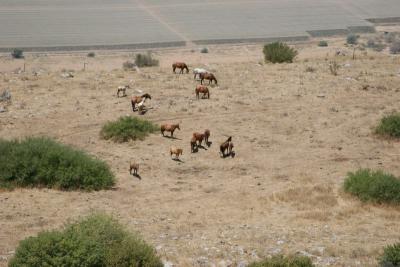Hourses at the Kineret