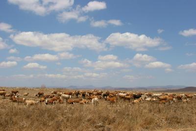 The Golan