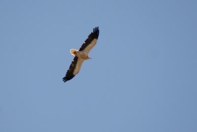 Egyption Vulture