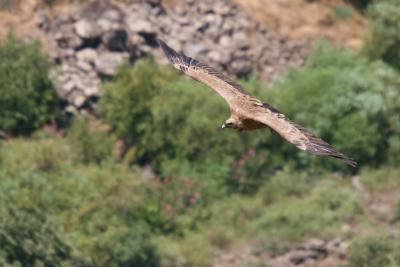 Griffon vulture