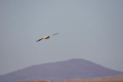 Egyption Vulture