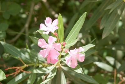 Flower at Ayun stream