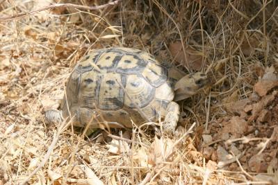 Turtle at Ayun stream