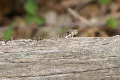 A Lizard