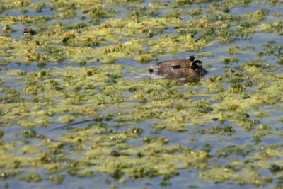 Nutria