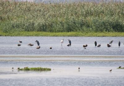 Birds at hahula lake