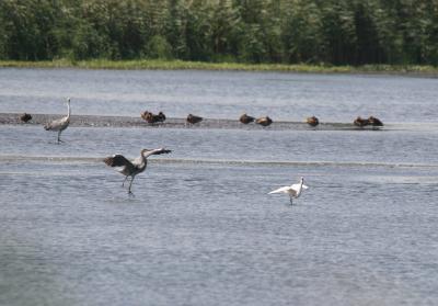 Birds at hahula lake