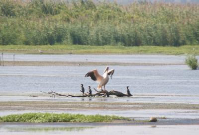 Pelican