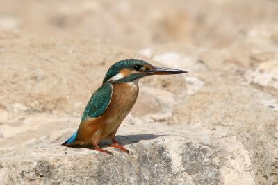 Common Kingfisher