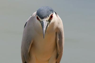 Night Heron