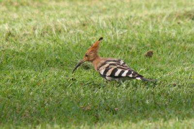 Hoopoe