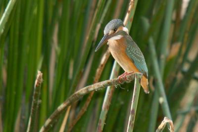 Common Kingfisher