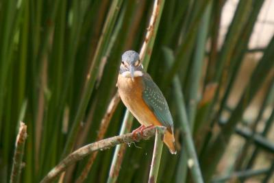 Common Kingfisher