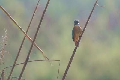 Common Kingfisher