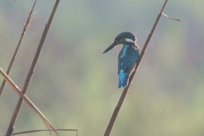 Common Kingfisher