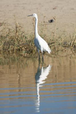 Little Egret