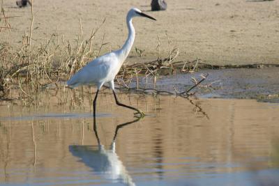 Little Egret