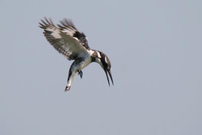 Pied Kingfisher