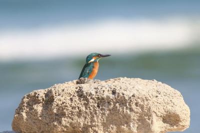 Common Kingfisher