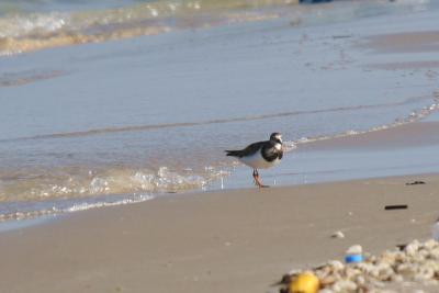 Turnstone