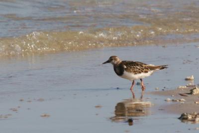 Turnstone