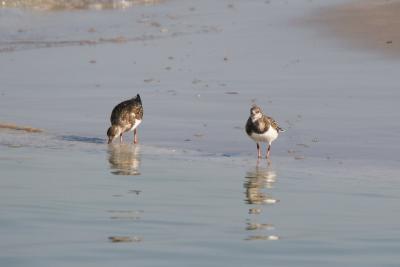 Turnstone