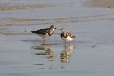 Turnstone