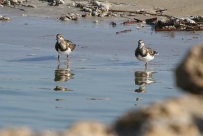 Turnstone