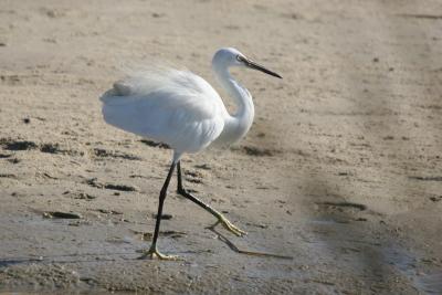 Little Egret