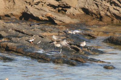 whimbrel