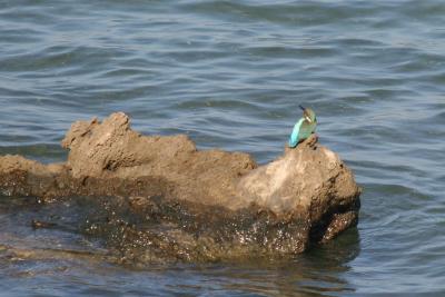 Common Kingfisher