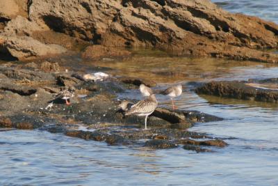 whimbrel