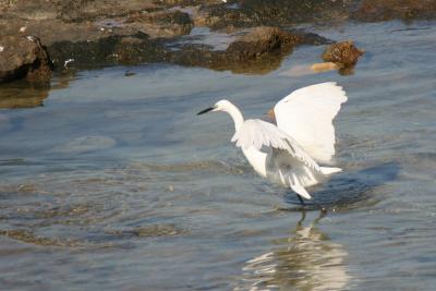 Little Egret