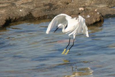 Little Egret
