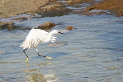 Little Egret