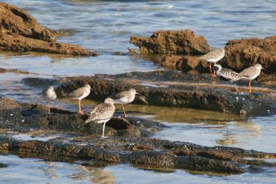 whimbrel