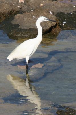 Little Egret