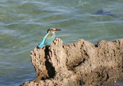 Common Kingfisher