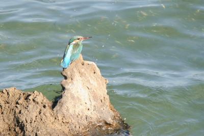 Common Kingfisher