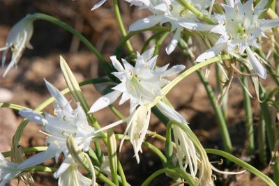 Flower - Lily