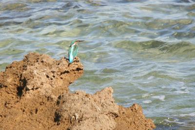 Common Kingfisher