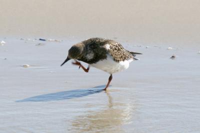 Turnstone