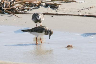 Turnstone
