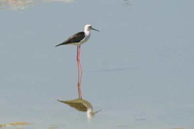 Black-winged Stilt