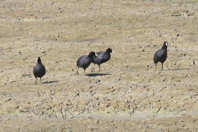 Red-knobed Coot