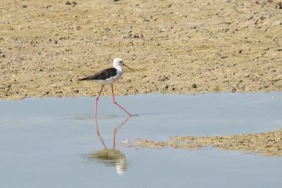 Black-winged Stilt